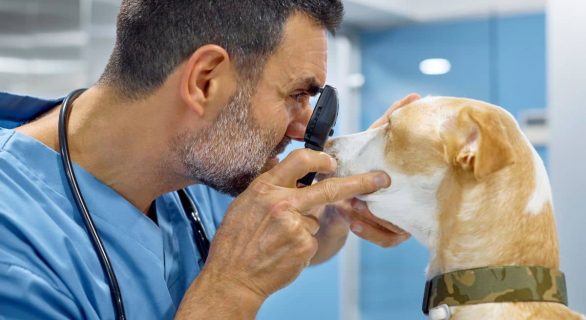 l'atrophie progressive de la rétine chez le chien