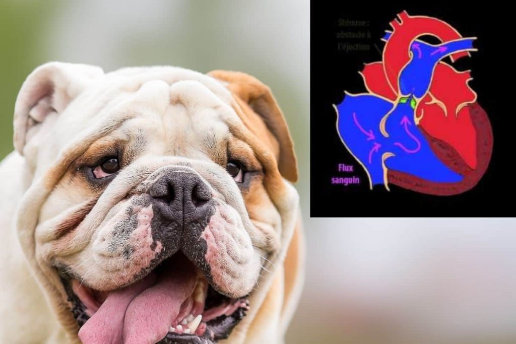 Sténose pulmonaire chez le chien