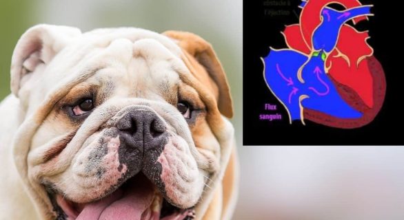 sténose pulmonaire chez le chien