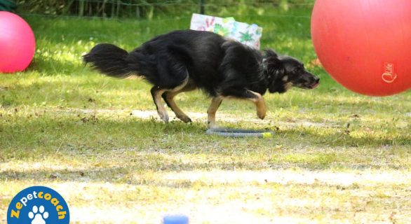 treibball chien
