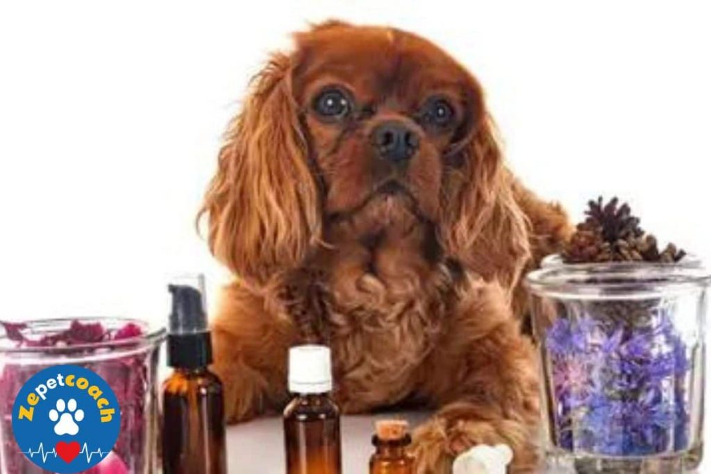 zoopharmacognosie chien