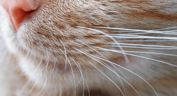 Que faire quand votre chat perd ses moustaches  