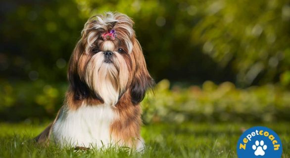 shih tzu breed dog