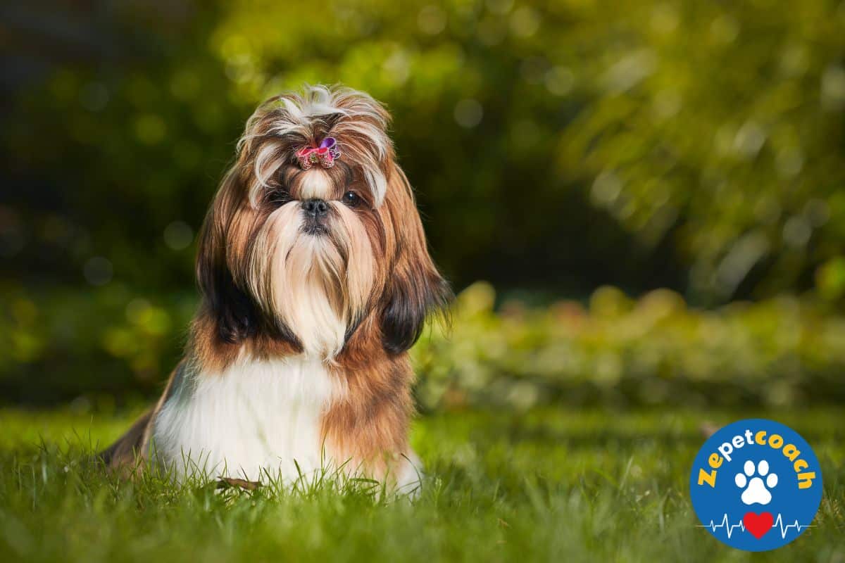 shih tzu breed dog