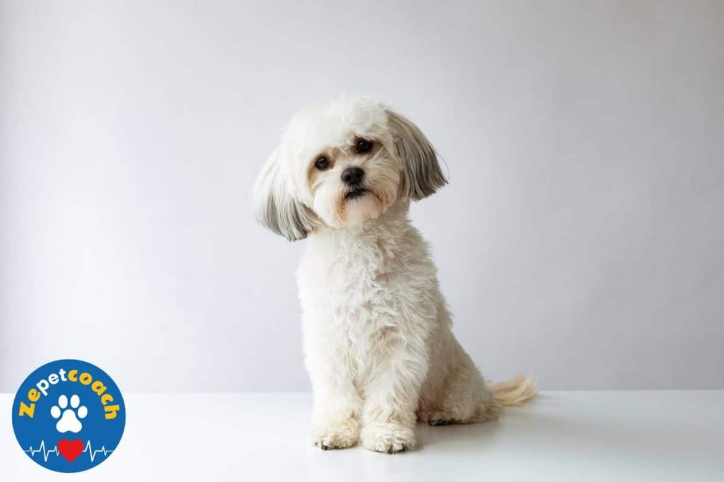 Shih Tzu: caractère, santé, alimentation, prix et entretien