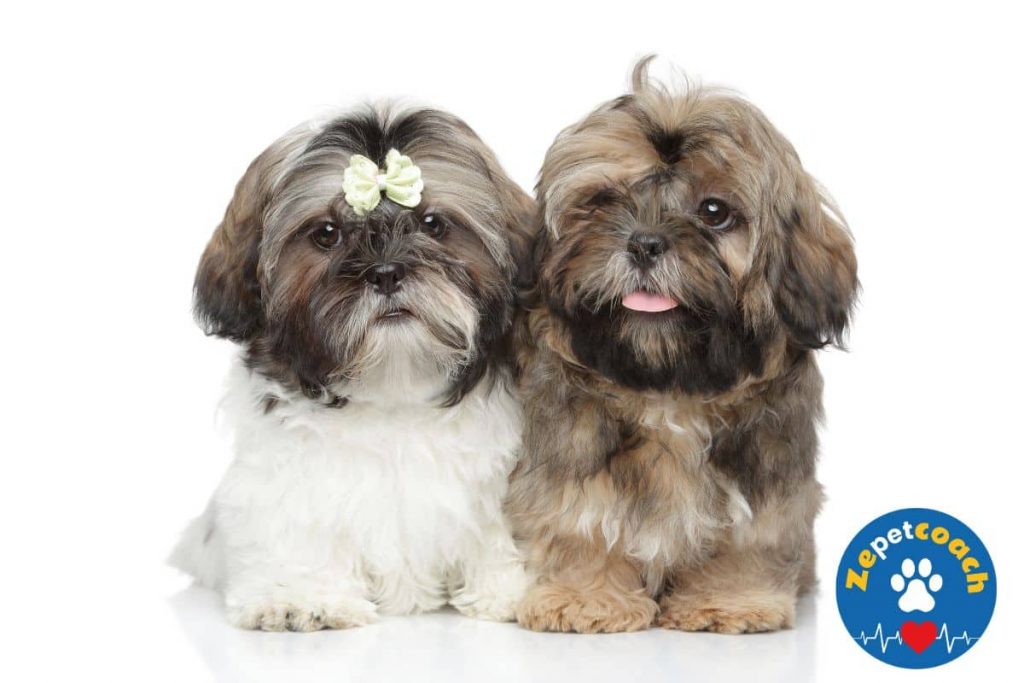 elevage shih tzu