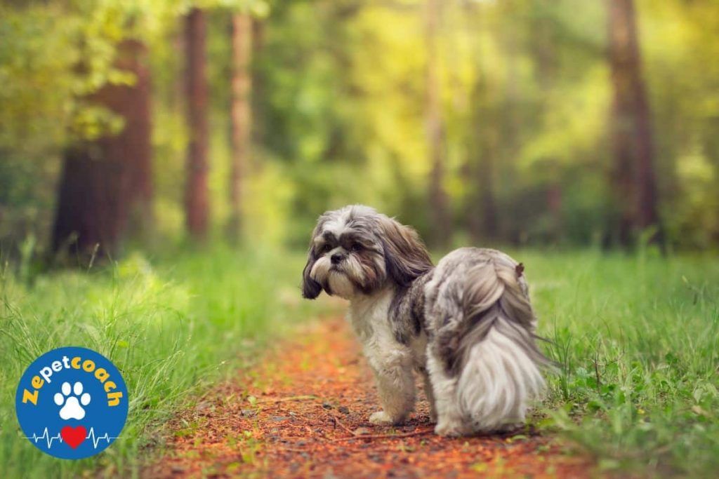 shih tzu