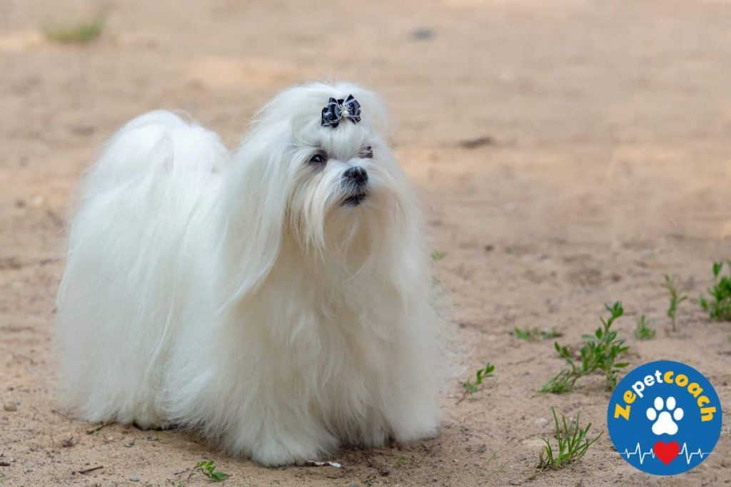 bichons maltais adulte