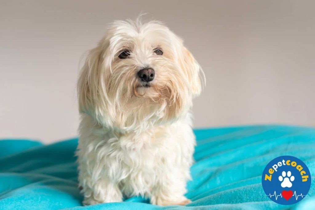 chien bichon maltais