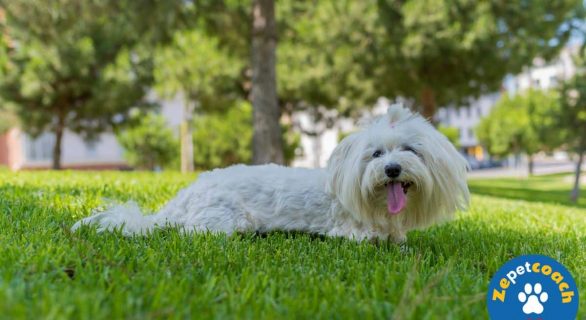 bichon maltais prix