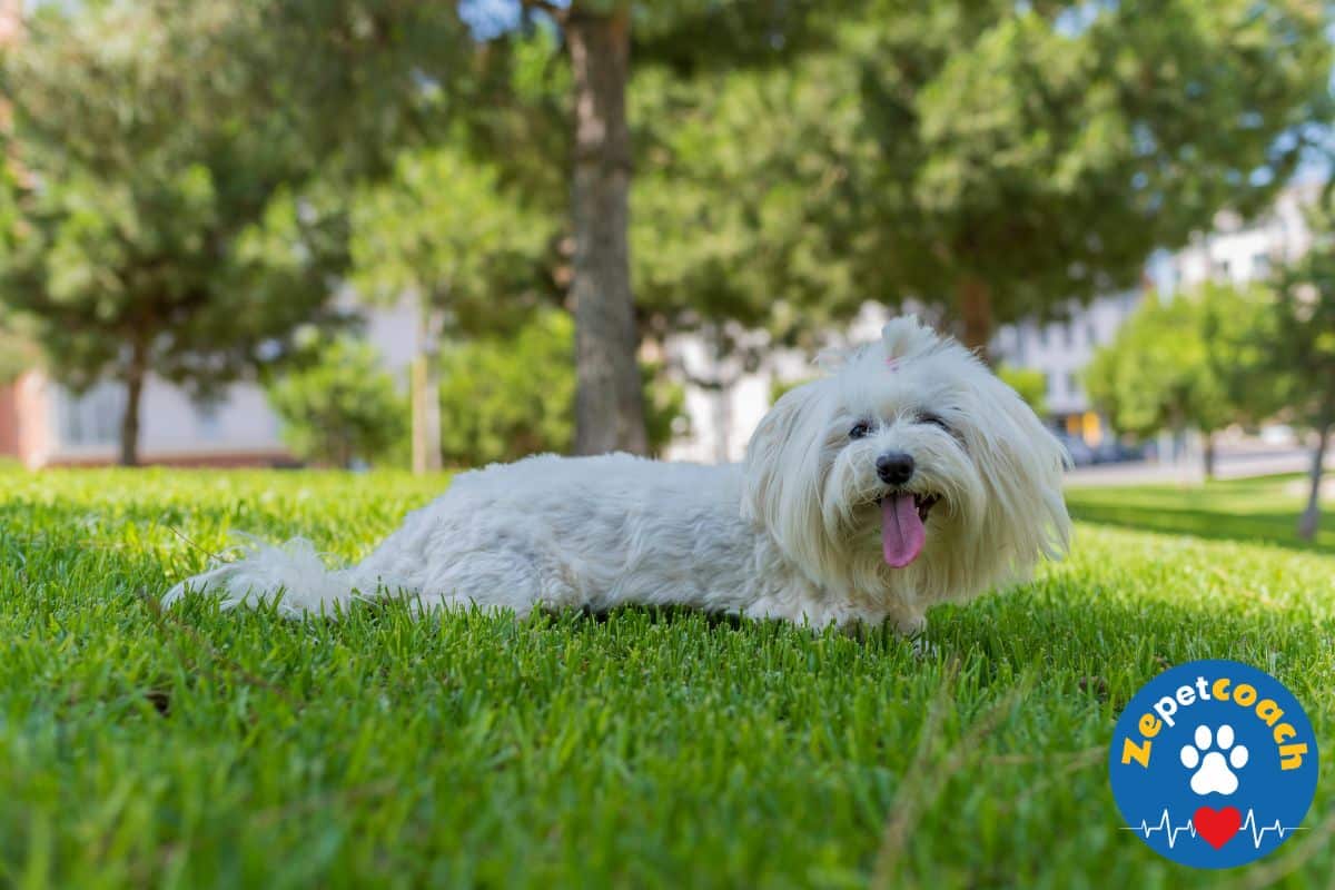 bichon maltais prix