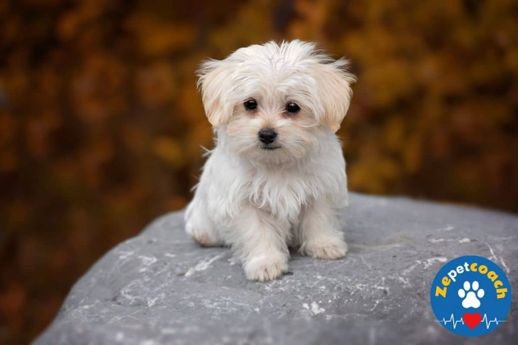 chiot bichon maltais 