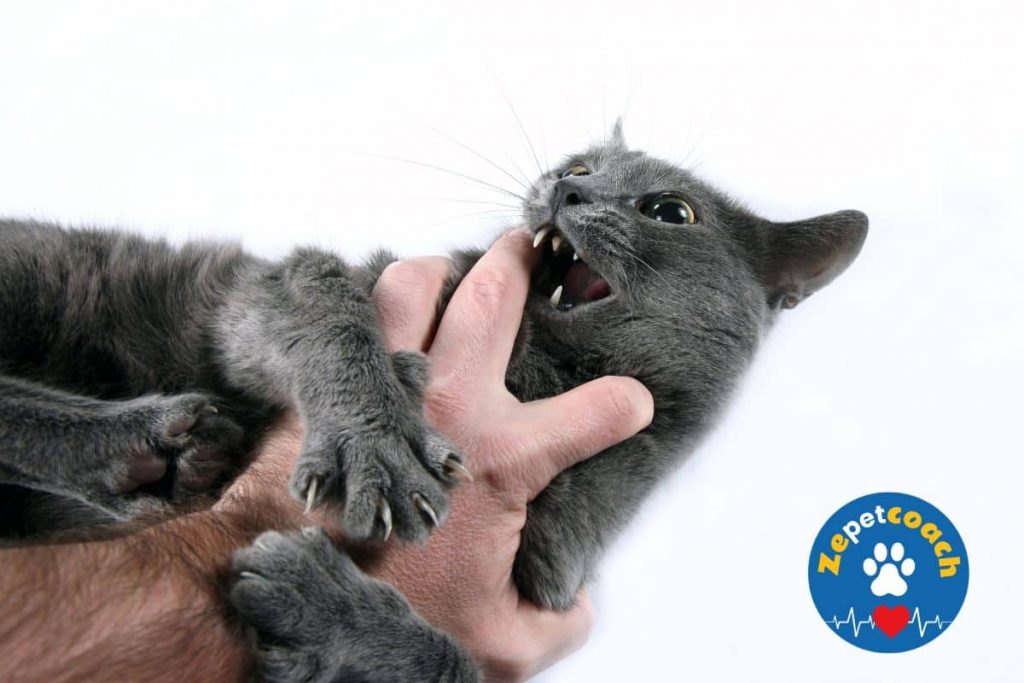 chat agressif