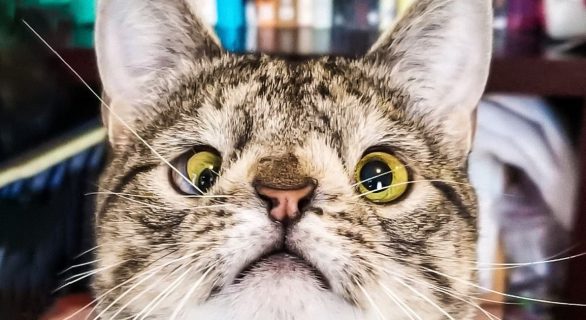 Chat trisomique