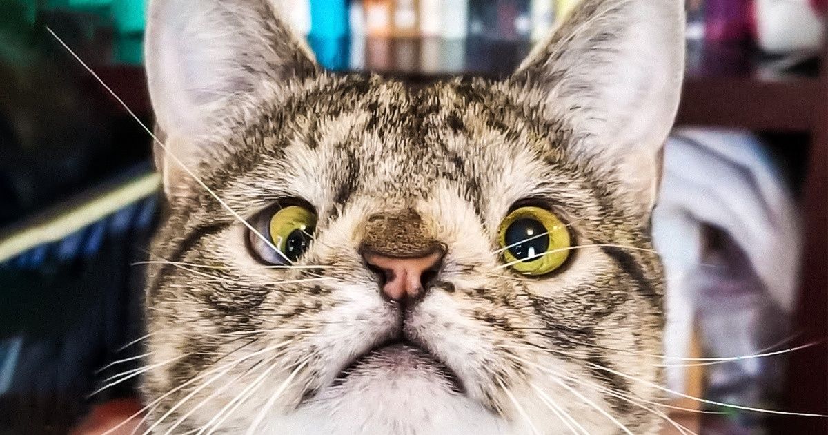 Chat trisomique