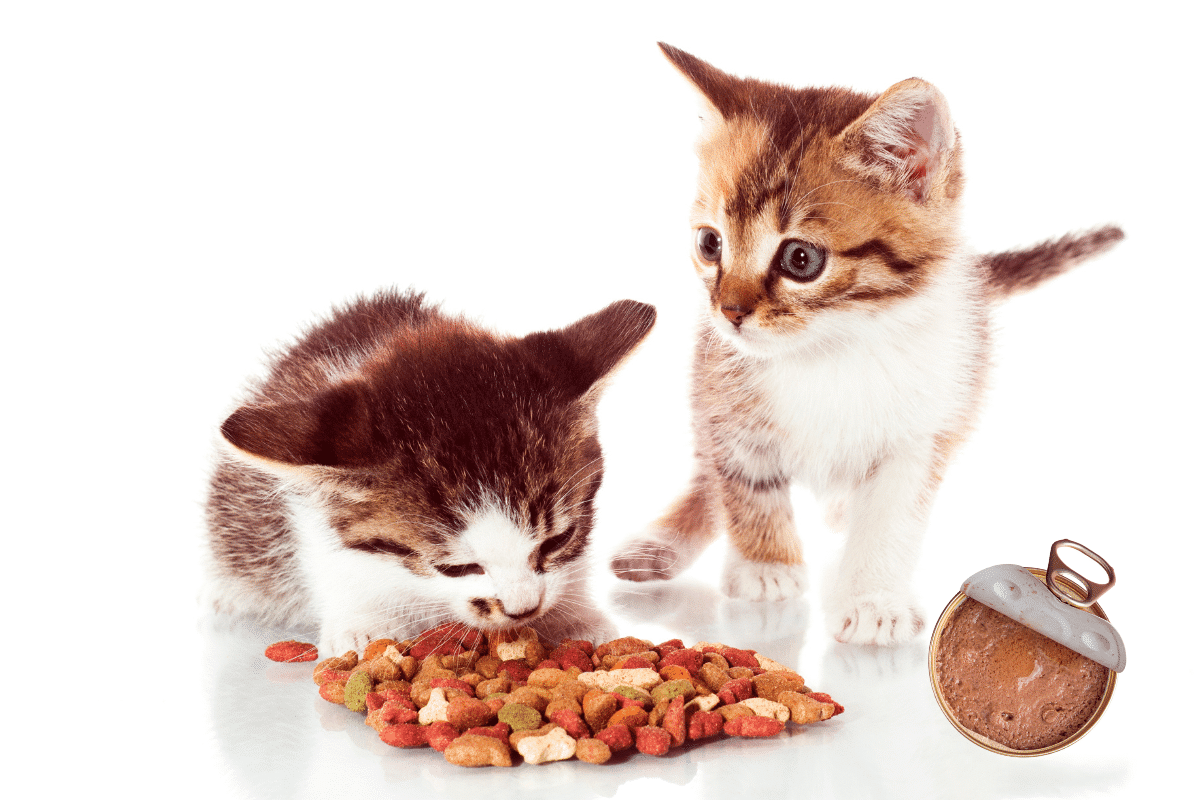 Alimentation du chaton