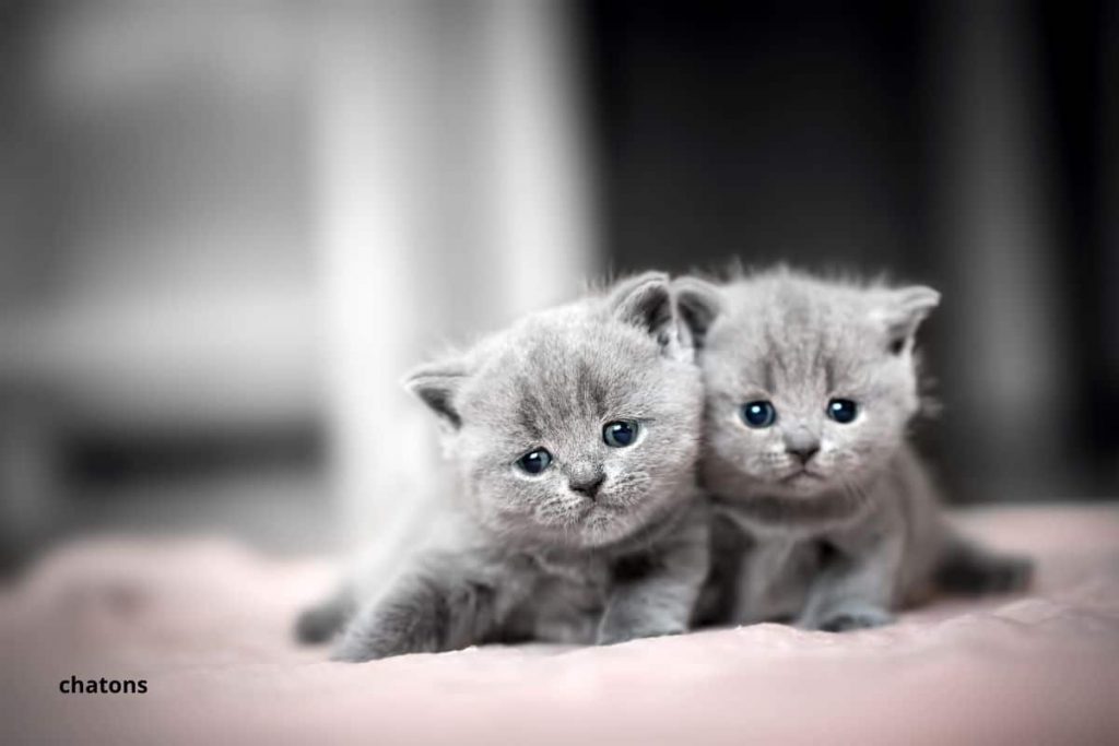 Sevrage du chaton 