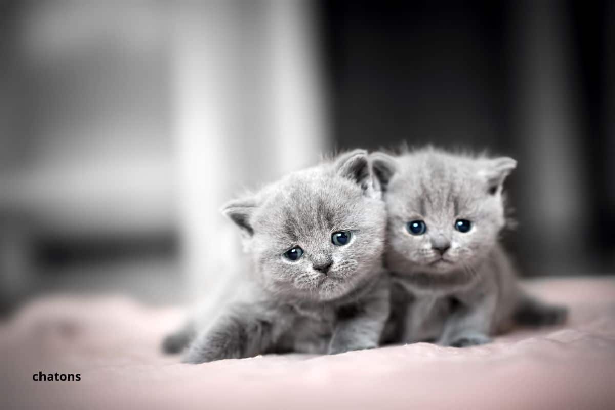 Sevrage du chaton