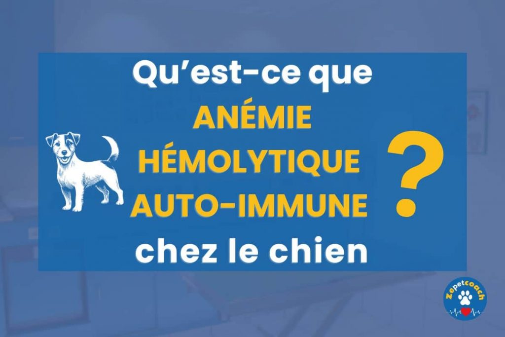 Chien Anémie hémolytique auto-immune