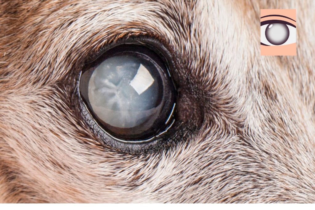 chien cataracte opacification du cristallin - oeil blanc