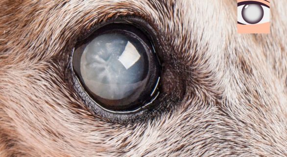 chien cataracte opacification du cristallin - oeil blanc