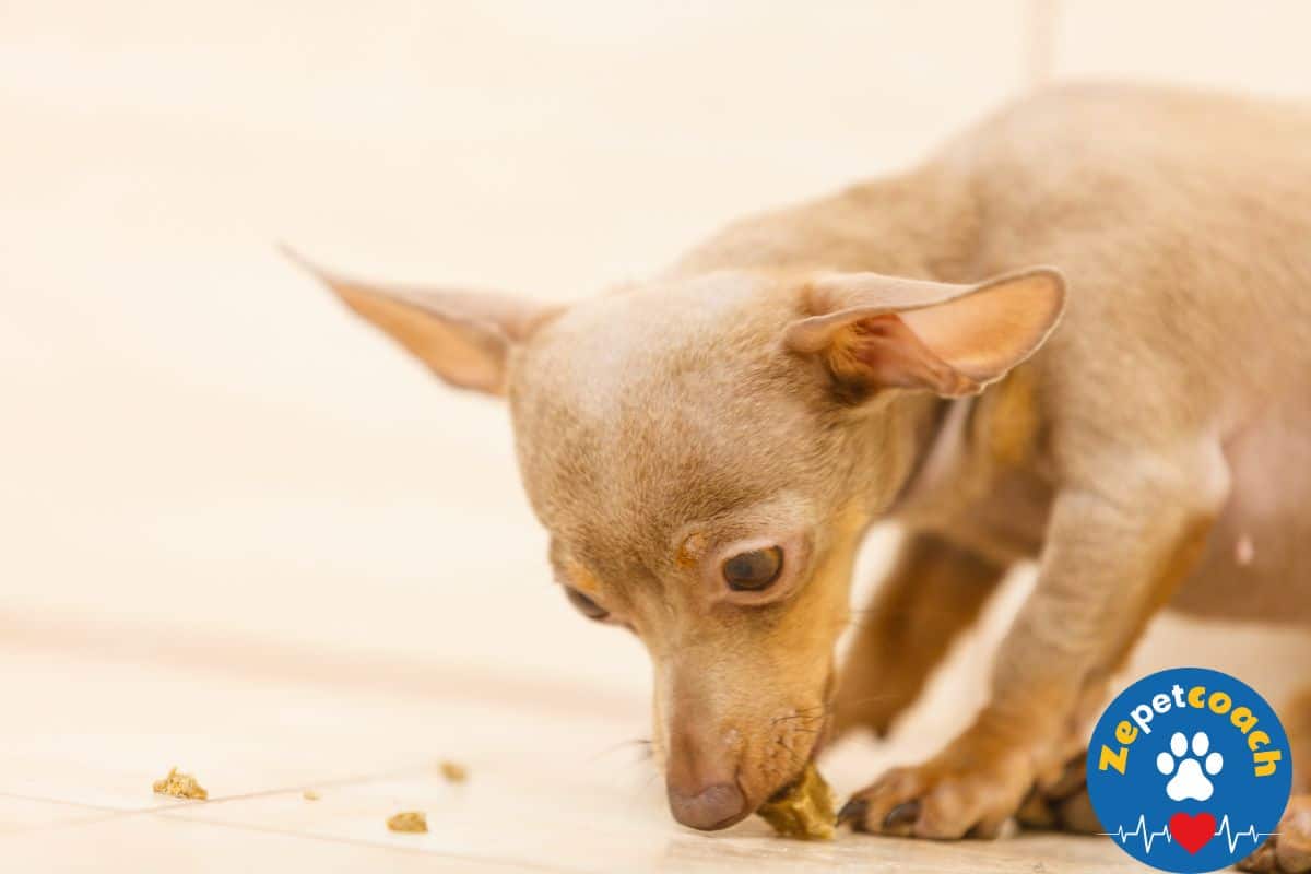 chien friandise