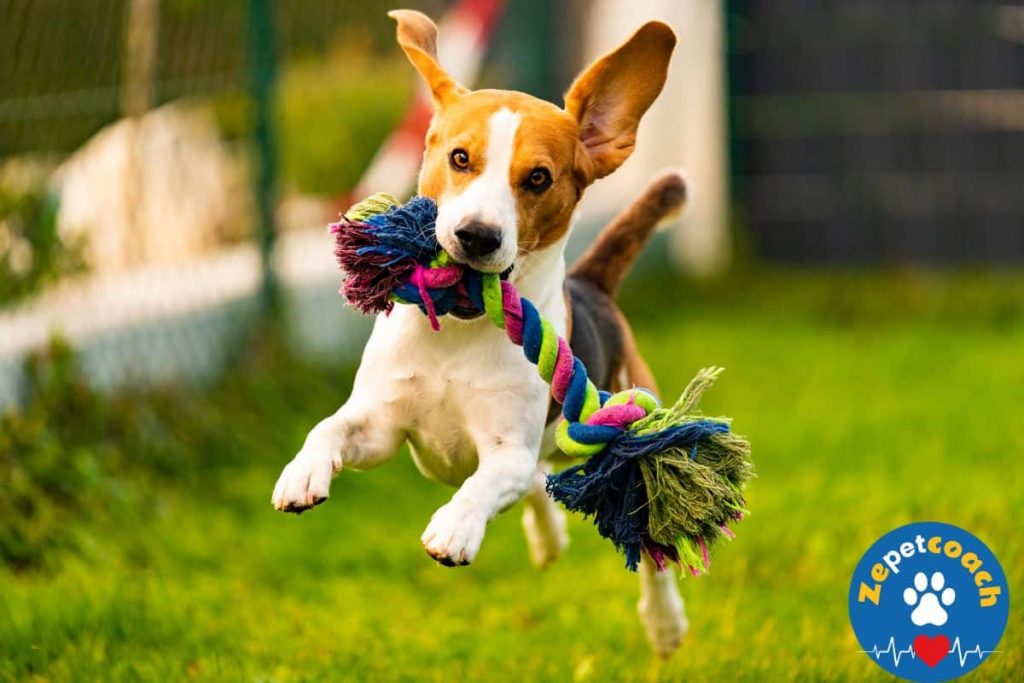 chien avec un jouet