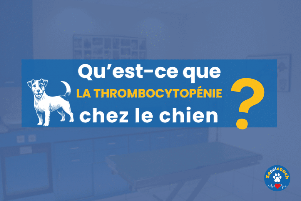 Thrombocytopénie chez le chien