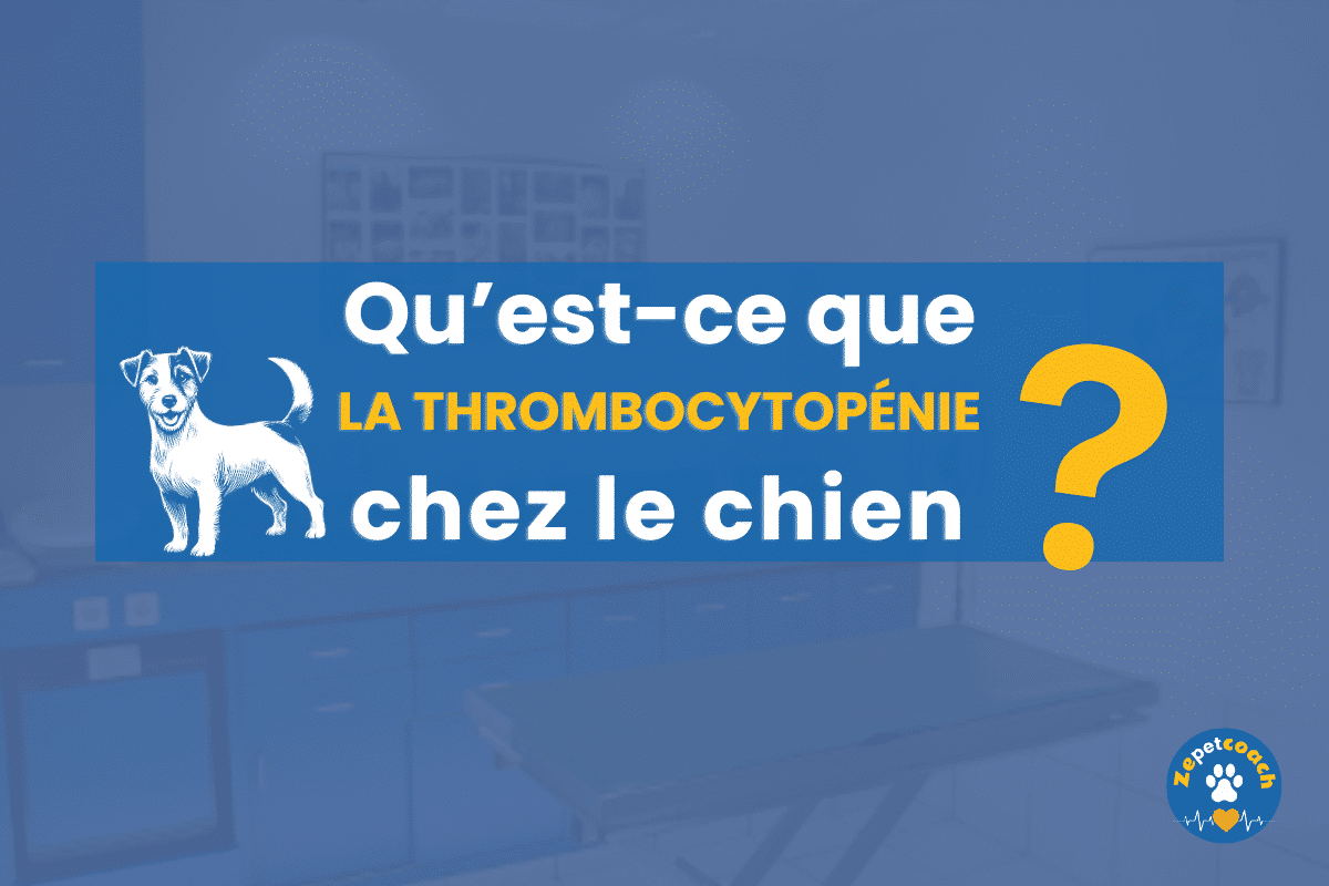 Thrombocytopénie chez le chien