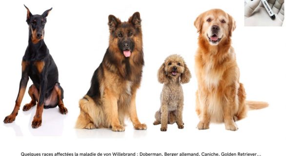 Races de chien touchées par la maladie de von Willebrand