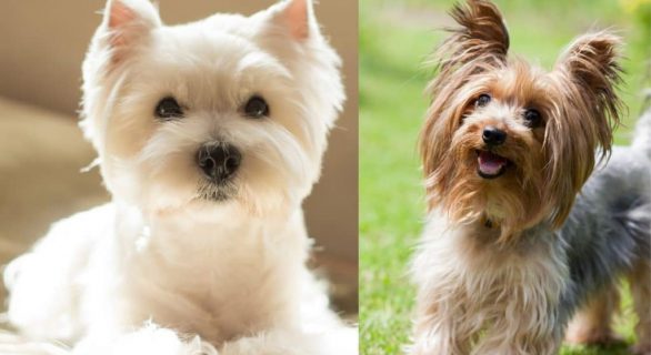 Encéphalopathie hépatique chez les chiens