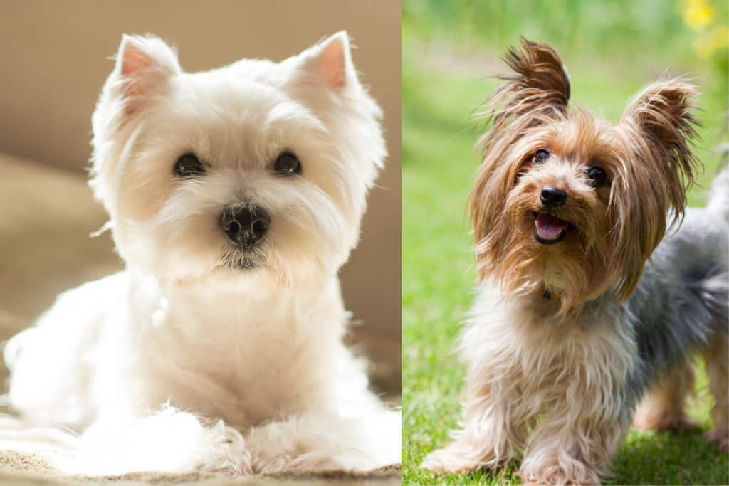Encéphalopathie hépatique chez les chiens