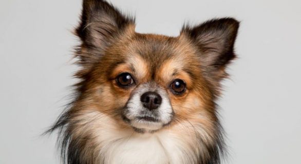 Malformation de Chiari chez les petits chien