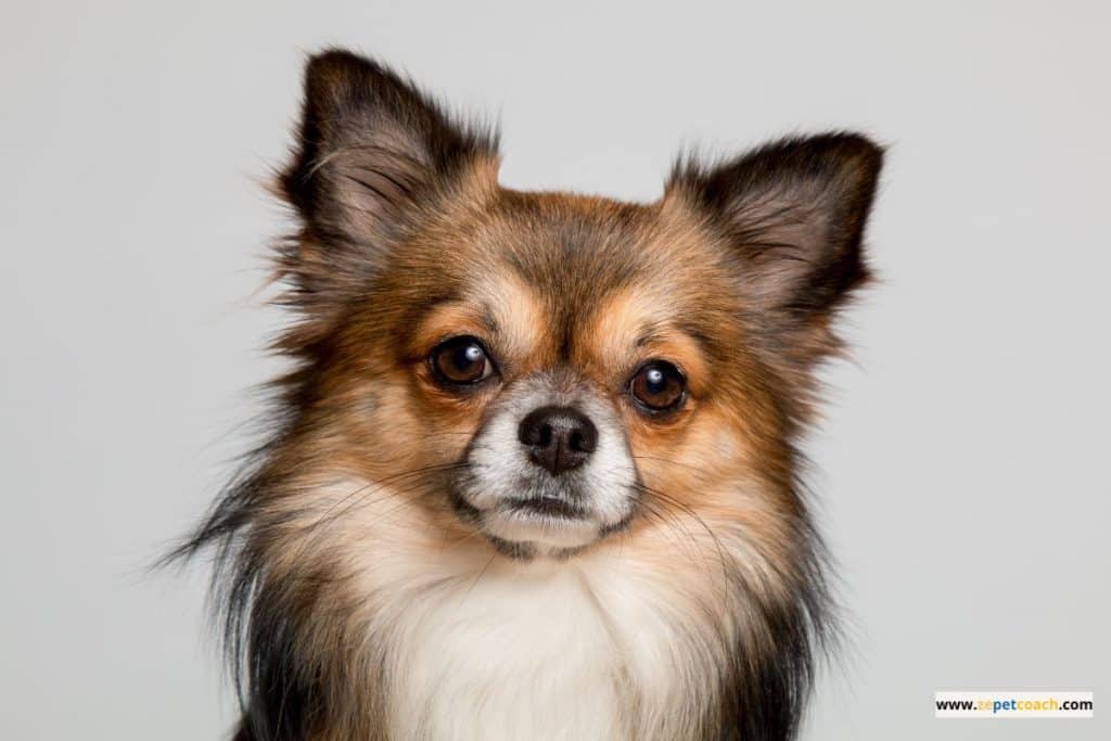 Malformation de Chiari chez les petits chien