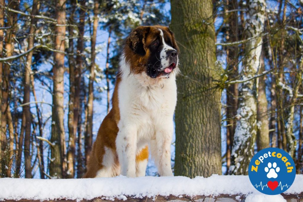 saint bernard
