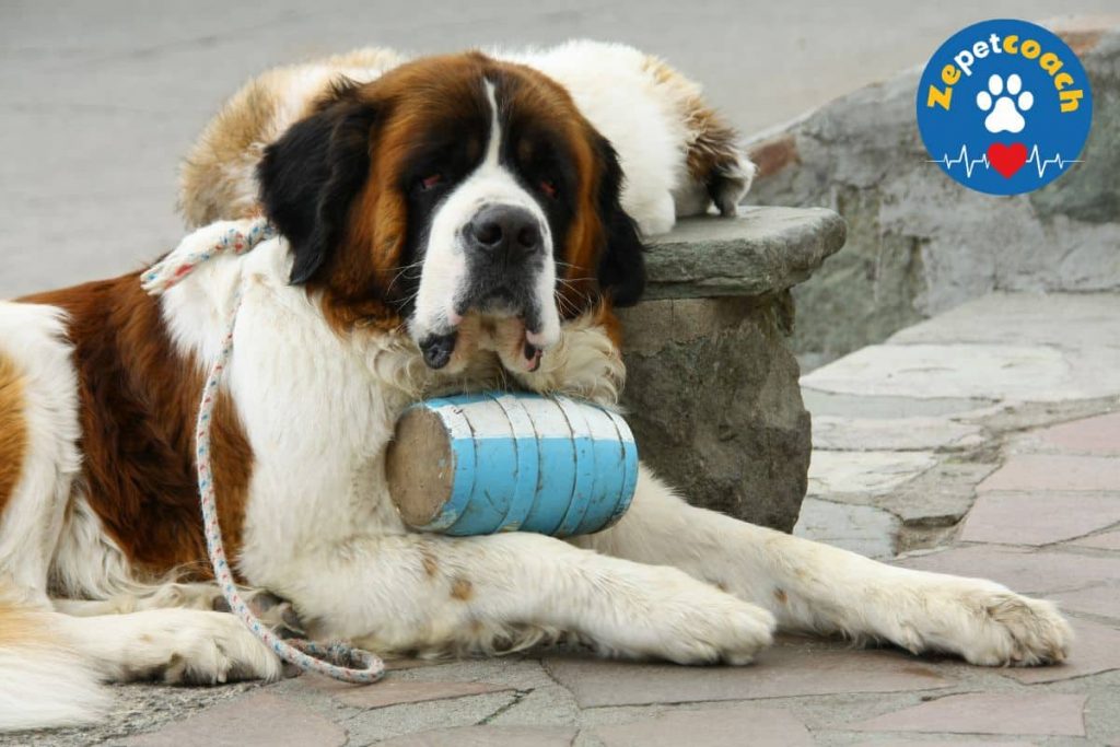 saint bernard chien