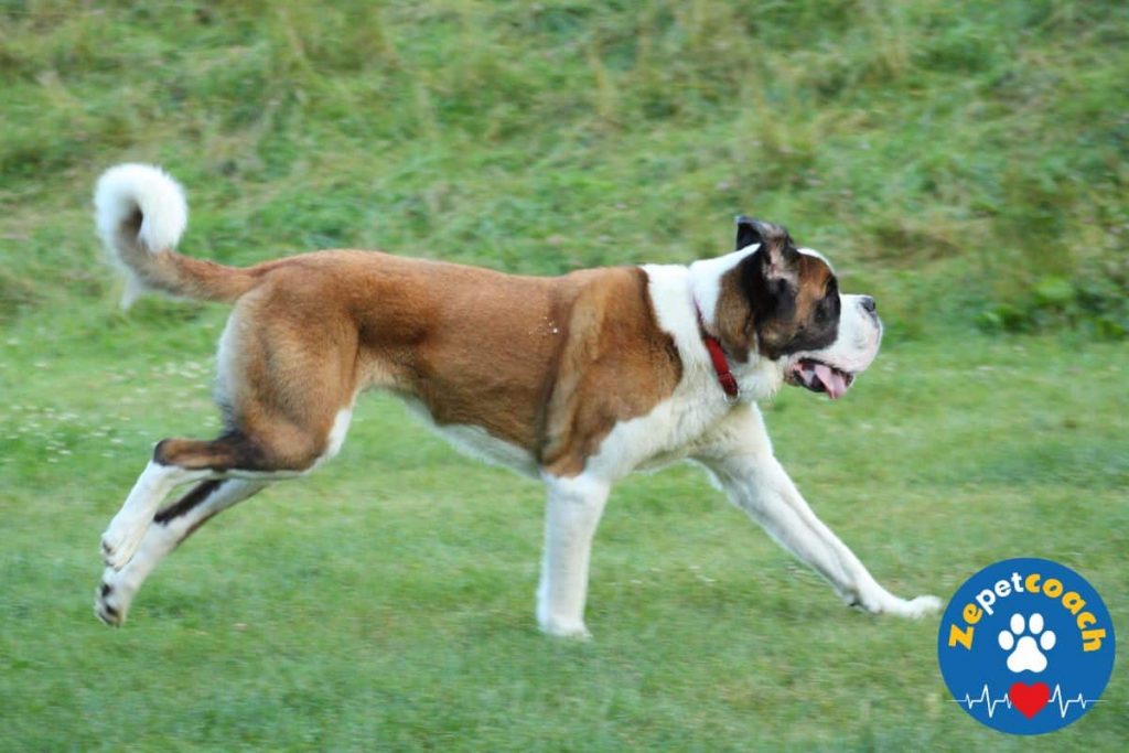 chien le saint bernard