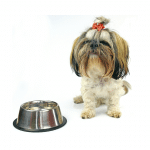 Aliments interdits pour shih tzu : guide indispensable pour les propriétaires