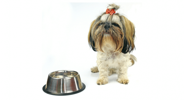 Aliments interdits pour shih tzu : guide indispensable pour les propriétaires