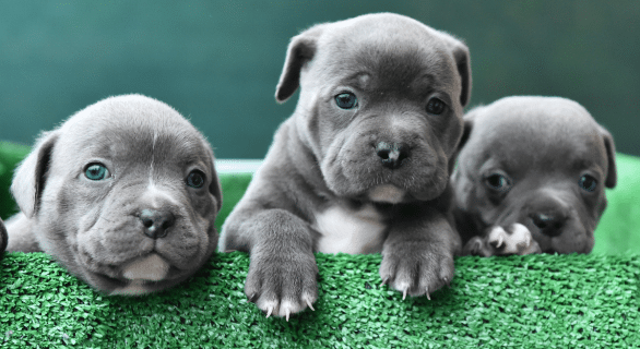 L'American Bully : caractéristique, éducation, santé et prix