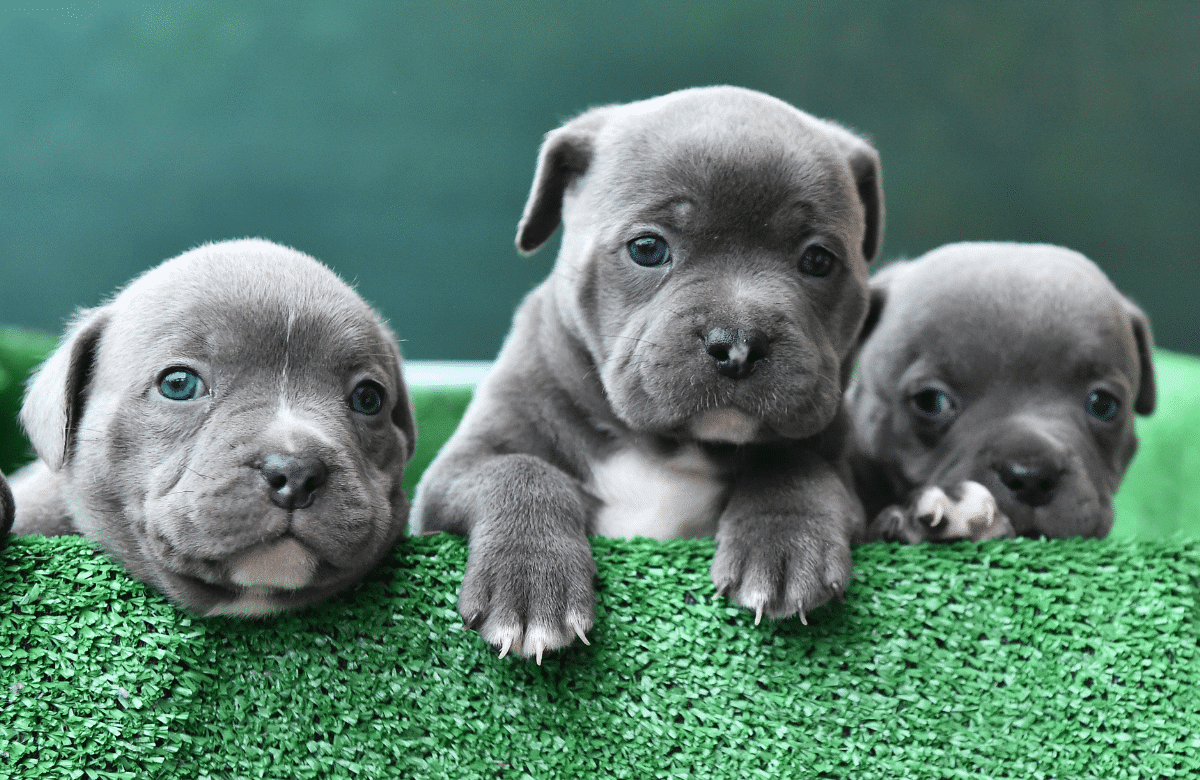 L'American Bully : caractéristique, éducation, santé et prix