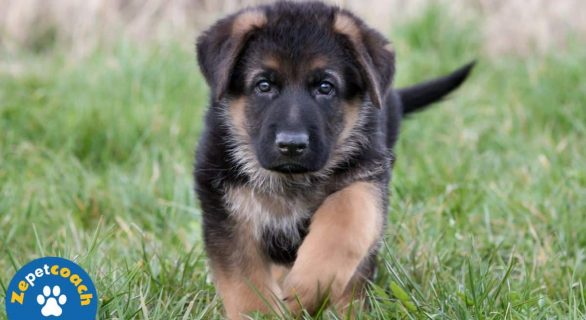 Berger allemand chiot