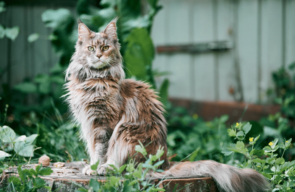 Maine coon polydactyle