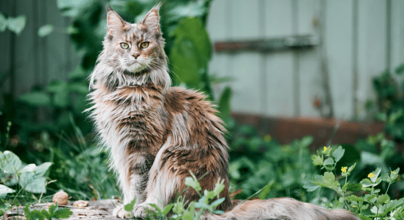 Maine coon polydactyle