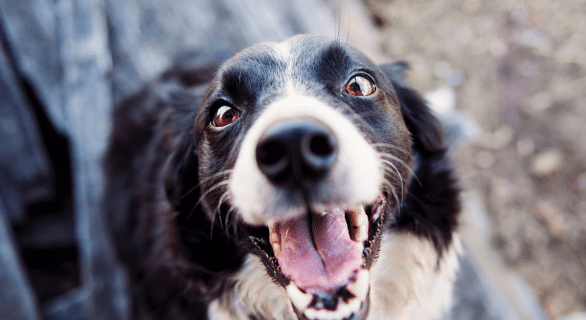 Quels sont les défauts du border collie