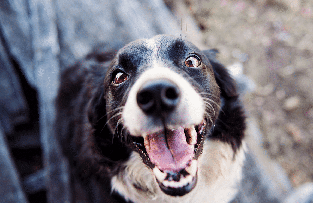 Quels sont les défauts du border collie