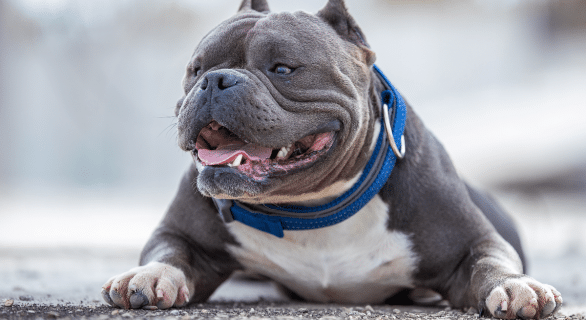 Renforcement positif american bully Techniques et astuces essentielles