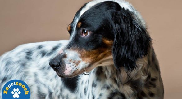 setter anglais