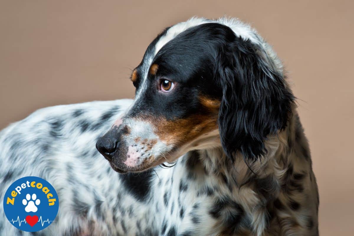 setter anglais