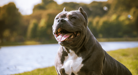 Troubles digestifs chez l'American Bully comment les reconnaître et les traiter
